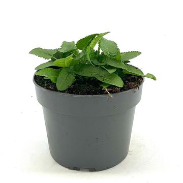 Stachys monieri 'Hummelo'