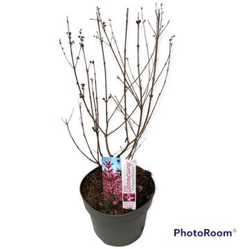 Syringa BLOOMERANG PINK PERFUME