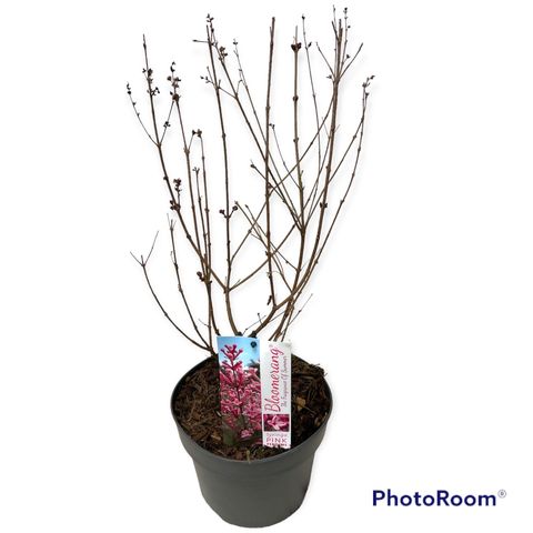 Syringa BLOOMERANG PINK PERFUME