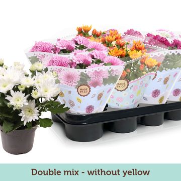 Chrysanthemum DOUBLEFLOWERING MIX