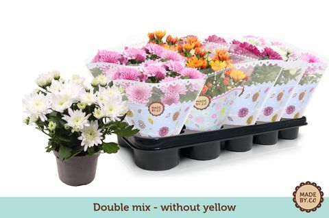 Chrysanthemum DOUBLEFLOWERING MIX