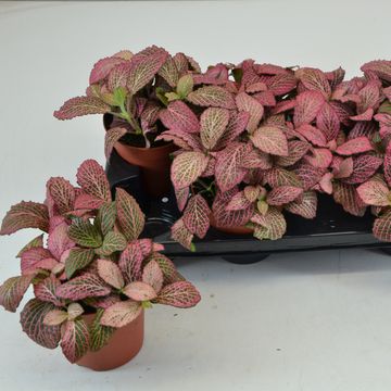 Fittonia 'Anne'