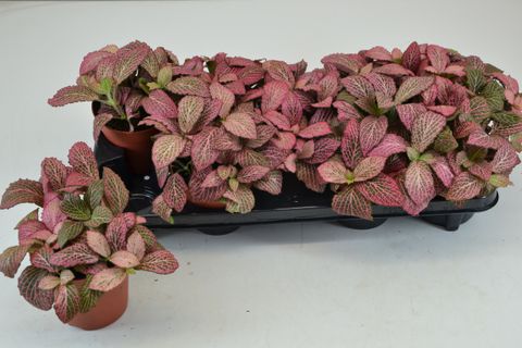 Fittonia 'Anne'
