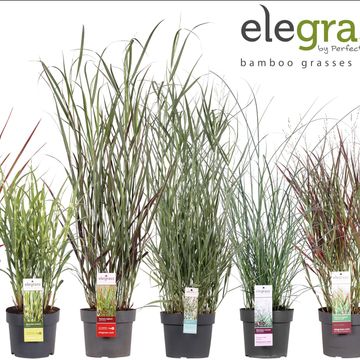 Декоративні трави MIX