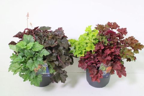 Heuchera TERRA NOVA