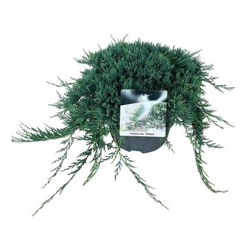 Juniperus horizontalis 'Wiltonii'