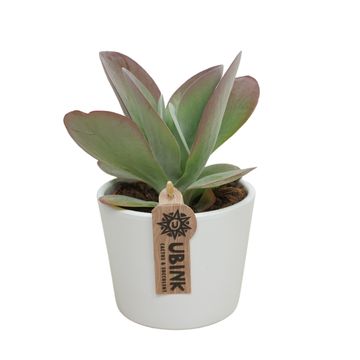 Kalanchoe thyrsiflora RED LIPS