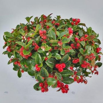 Гаултерия procumbens WINTER PEARLS SPEEDY BARON