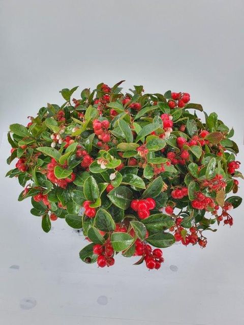 Gaultheria procumbens WINTER PEARLS SPEEDY BARON