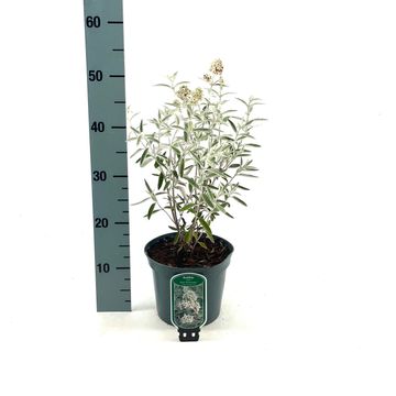 Buddleja SILVER ANNIVERSARY