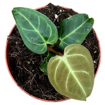 Anthurium regale
