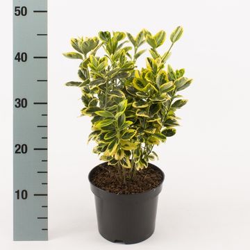 Euonymus japonicus 'Мариеке'