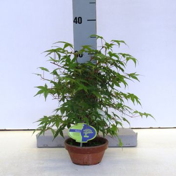 Acer palmatum 'Deshôjô'