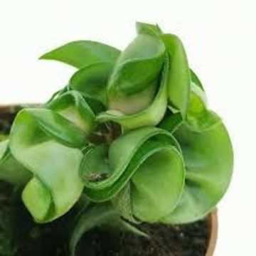 Hoya carnosa 'Compacta'