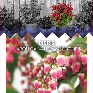 Pieris japonica 'Valley Valentine'