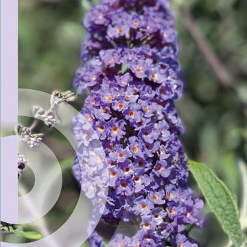 Buddleja davidii 'Nanho Blue'