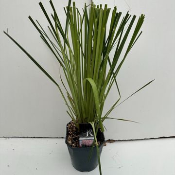 Cortaderia selloana 'Rosea'