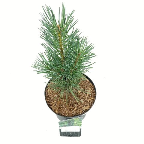 Pinus sylvestris 'Fastigiata'