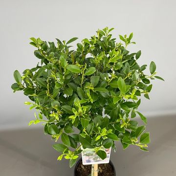 Ilex crenata 'Maxima'