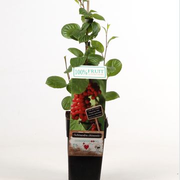 Schisandra chinensis