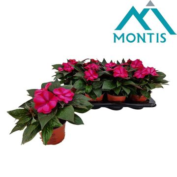 Impatiens COLORPOWER MAGENTA RED FLAME