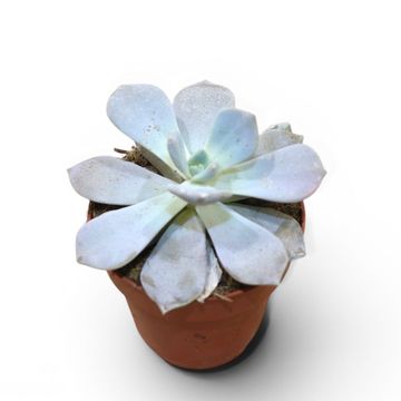 Echeveria 'Asante Sana'