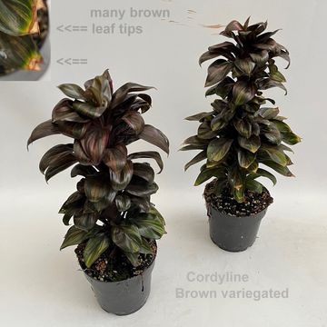 Cordyline BROWN VARIEGATA