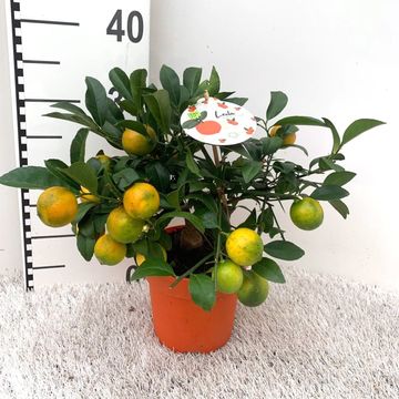 Citrus x limonia 'Rangpur'