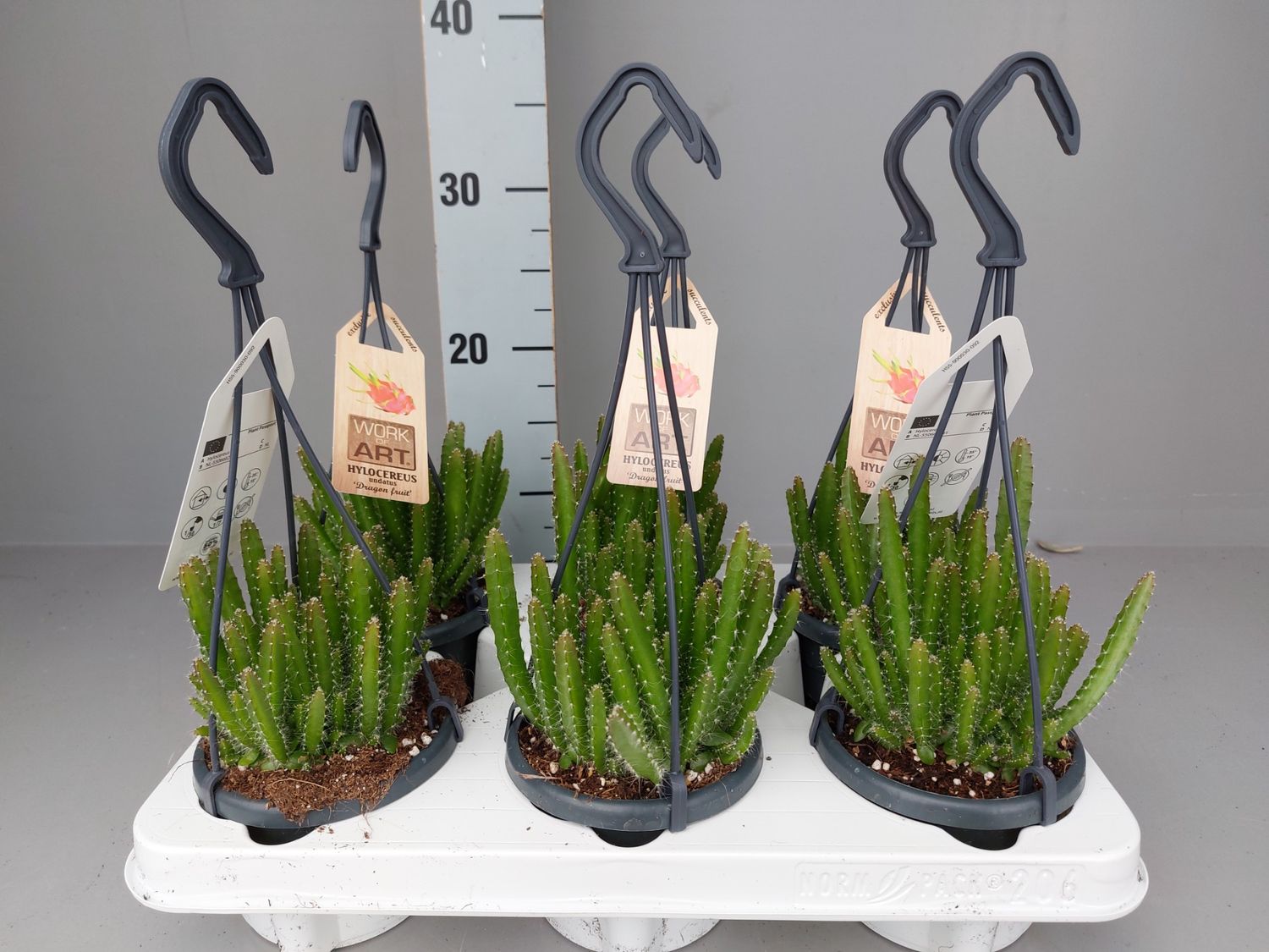 hylocereus-undatus-floraccess