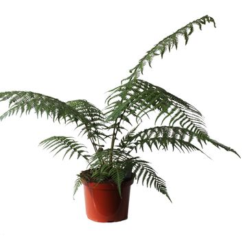 Dicksonia antarctica