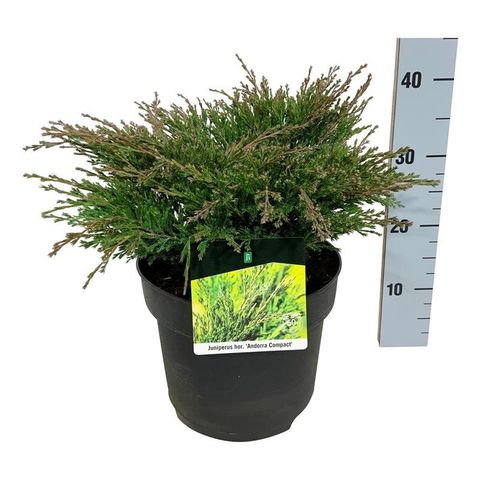 Juniperus horizontalis 'Andorra Compact'