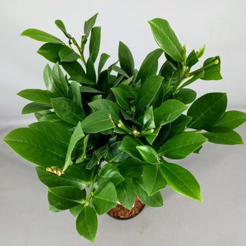 Prunus laurocerasus 'Mano'