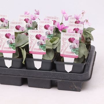 Cyclamen hederifolium SILVER LEAF MIX