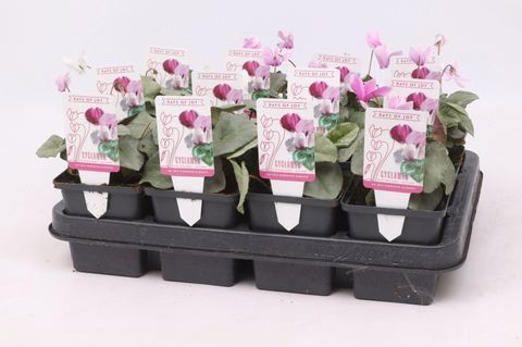 Cyclamen hederifolium SILVER LEAF MIX