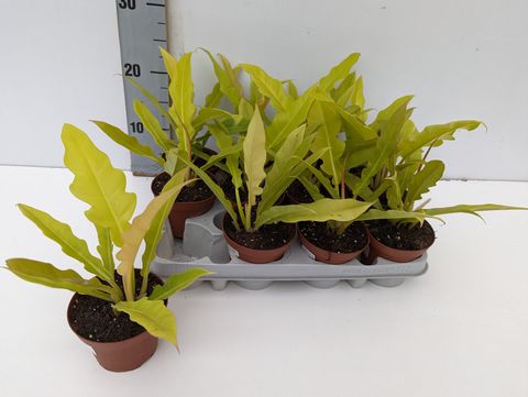 Philodendron 'Yellow Saw'