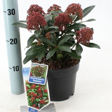 Skimmia japonica RUBESTA