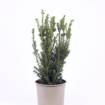 Taxus x media 'Hillii'