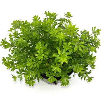 Galium odoratum