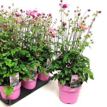 Anemone hupehensis EMMY DEEP ROSE