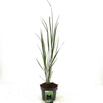 Panicum virgatum 'Northwind'
