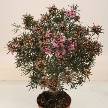 Chamelaucium uncinatum