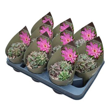 Gymnocalycium mihanovichii