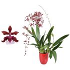 Oncidium Sharry Baby