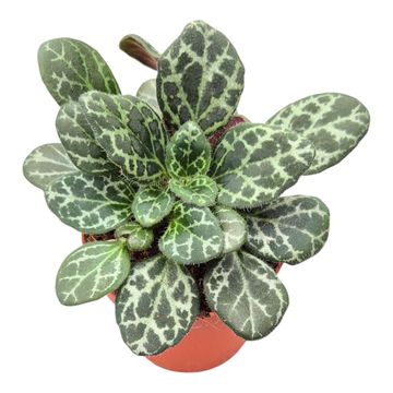 Primulina yungfuensis