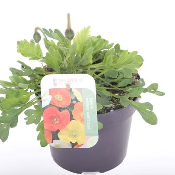 Papaver nudicaule 'Gartenzwerg'