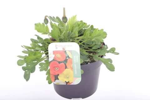 Papaver nudicaule 'Gartenzwerg'