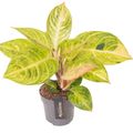 Aglaonema 'Peppermint Pink'