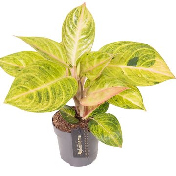 Aglaonema 'Peppermint Pink'