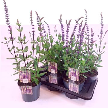 Salvia nemorosa 'Sofia'