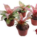 Neoregelia MIX